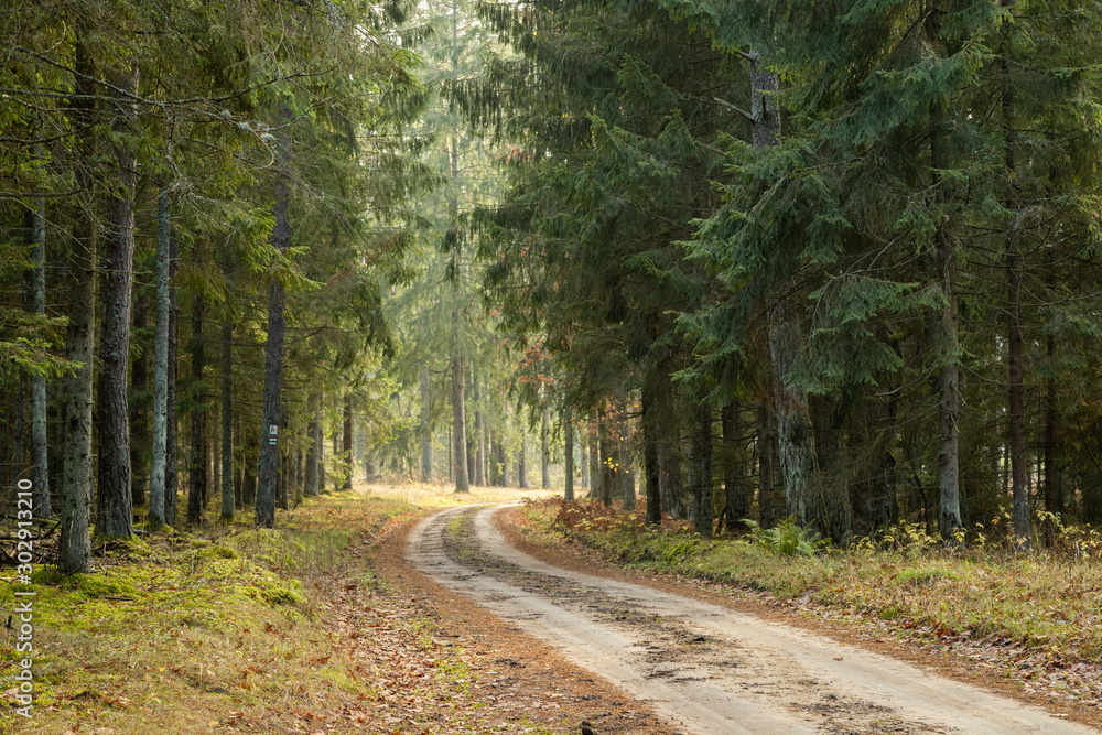 Fototapeta premium Forrest - Forest Knyszyn (Poland)