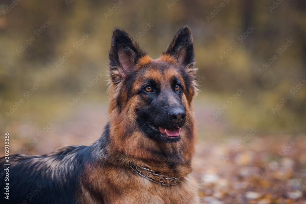 young long haired female german shepherd dog in daytime in autumn young long haired female german shepherd dog in daytime in autumn