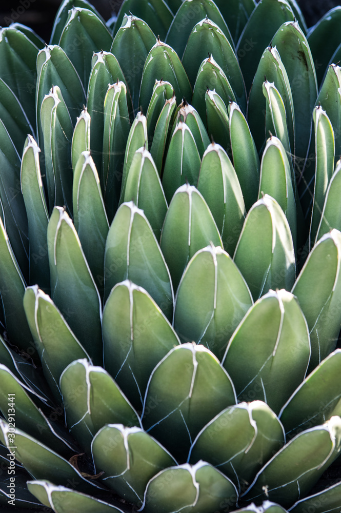 Obraz premium blue plant