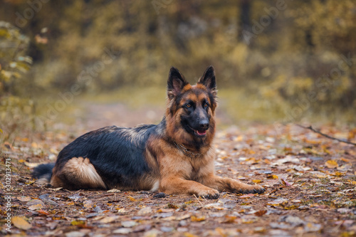 beautiful young long haired female german shepherd dog lies on the road in daytime in autumn