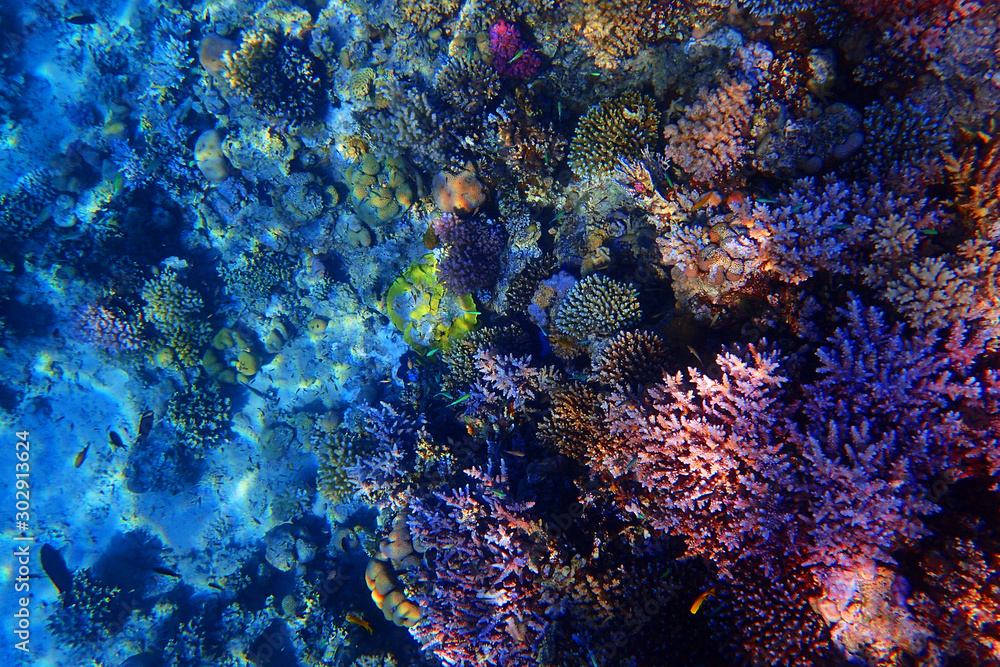 coral reef in Egypt