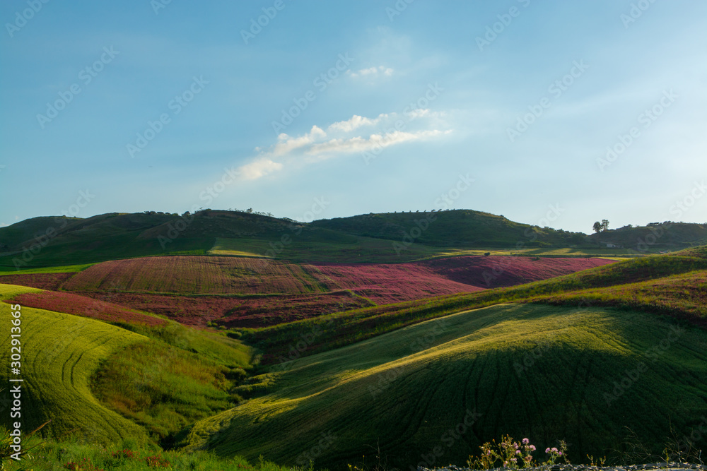 Landscape with red blossom of honey flowers sulla on pastures and  green wheat fields on hills of Sicily island, agriculture in Italy