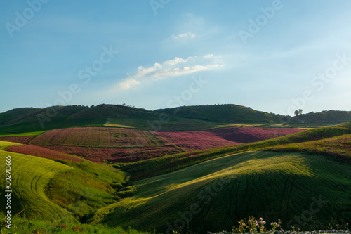 Landscape with red blossom of honey flowers sulla on pastures and  green wheat fields on hills of Sicily island, agriculture in Italy © barmalini