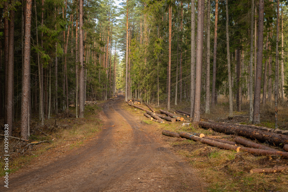 Fototapeta premium Forrest - Forest Knyszyn (Poland)