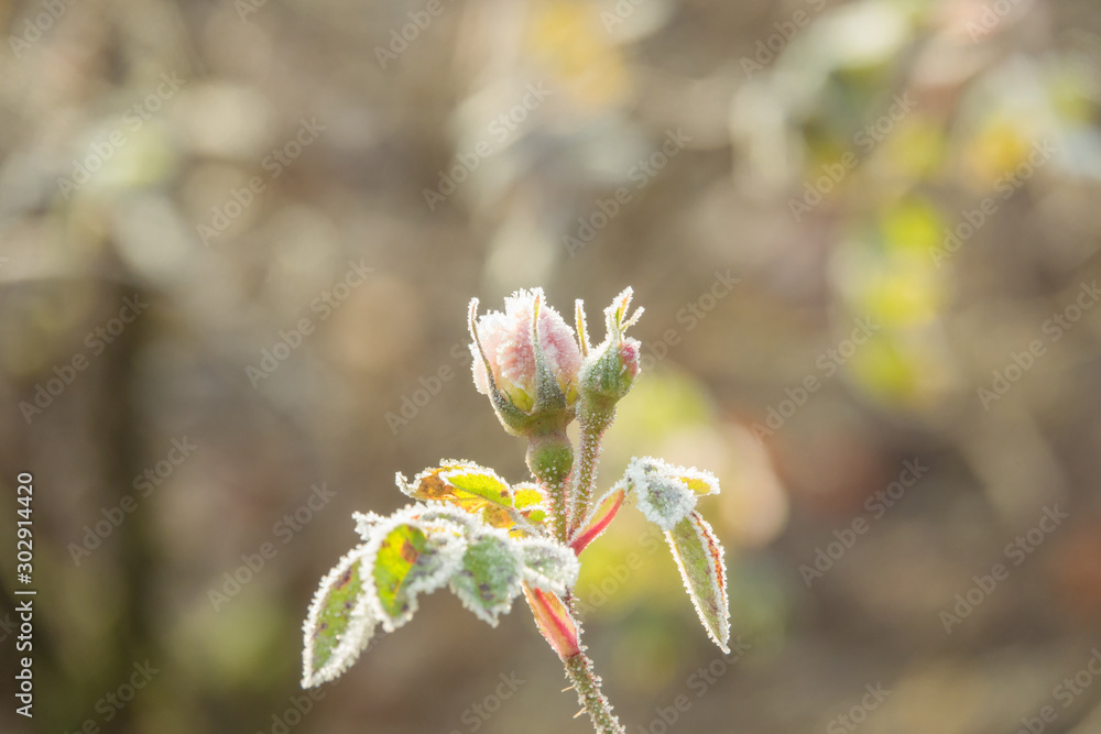 Frost Covered Pink Rosebuds in a Park in Glasgow Scotland in Winter Frost Covered Pink Rosebuds in a Park in Glasgow Scotland in Winter