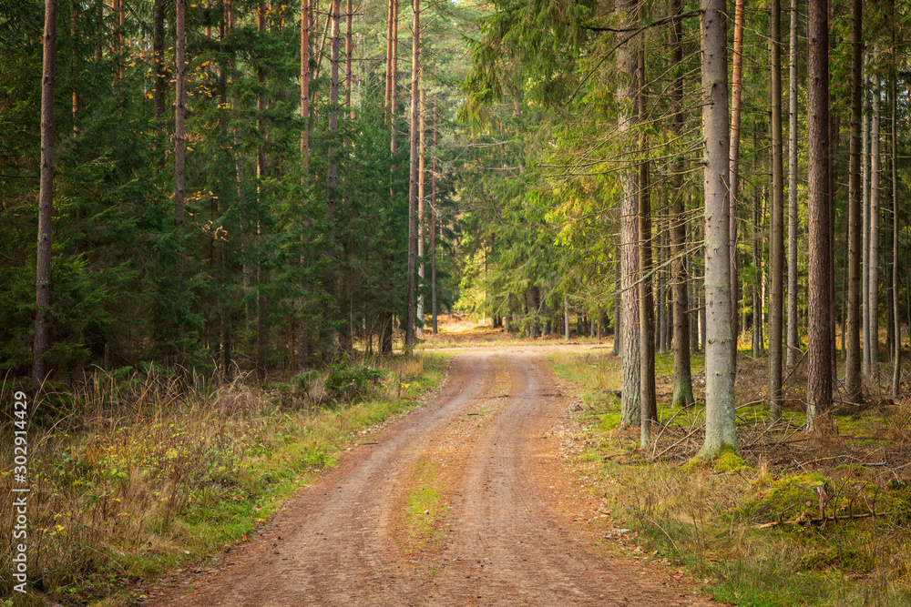Fototapeta premium Forrest - Forest Knyszyn (Poland)