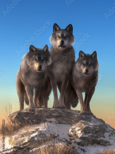 Canvas Print In the wilderness of North America, three gray wolves stand on top of a snow covered hill and stare back at you
