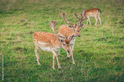 fallow deers