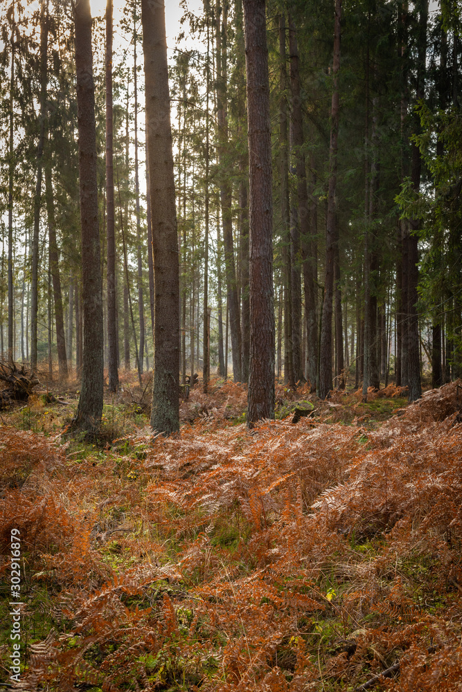 Forrest - Forest Knyszyn (Poland) Forrest - Forest Knyszyn (Poland)