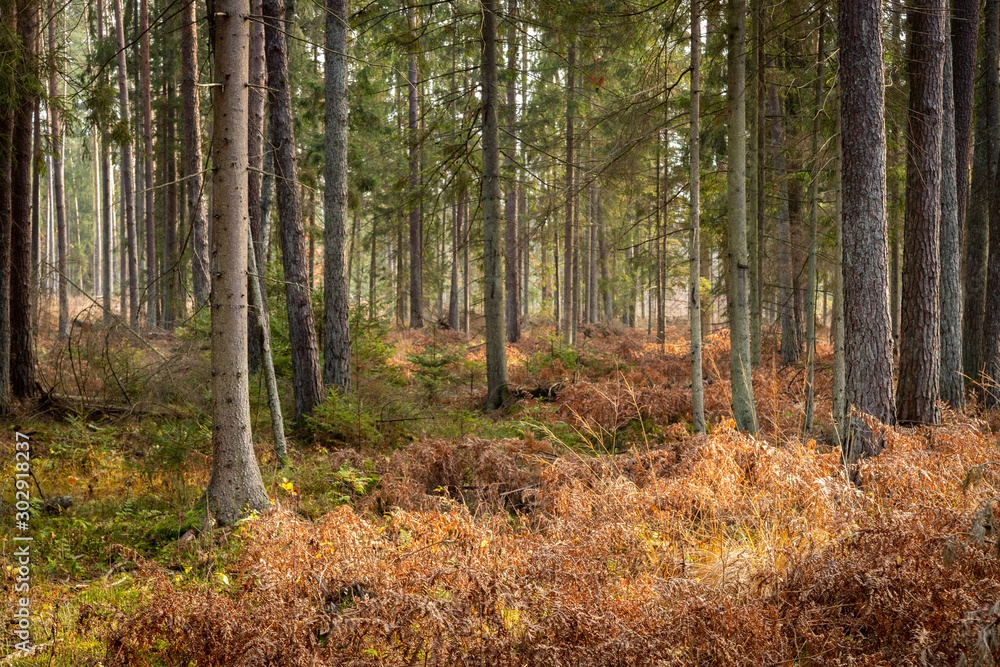 Forrest - Forest Knyszyn (Poland) Forrest - Forest Knyszyn (Poland)