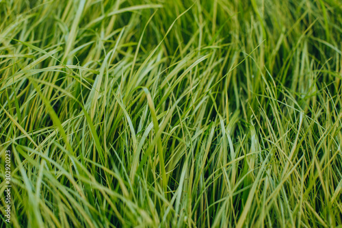 close-up shot of fresh green sprouts grass