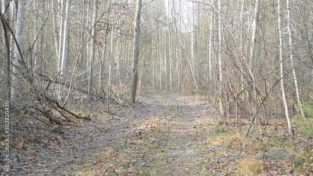 Male tourist with a backpack, Walks along a autumn forest Male tourist with a backpack, Walks along a autumn forest