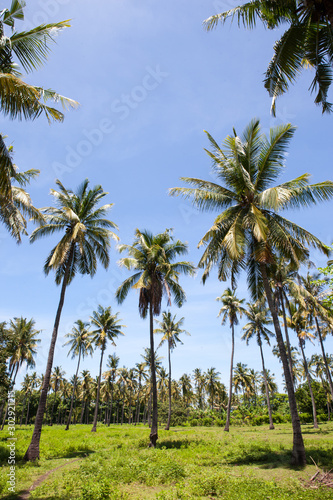 coconut trees in the jungle. summer day, Thailand