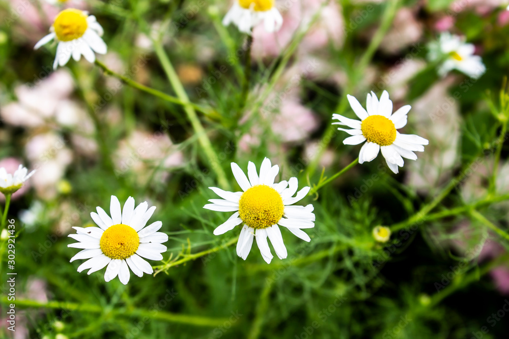A white daisies in the field. Flower background.