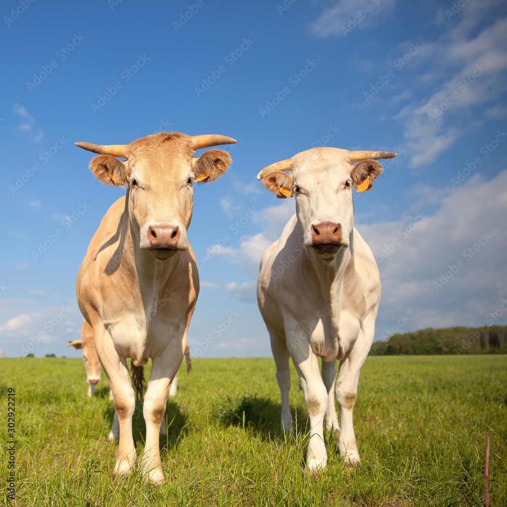 Tourpeau de vache race à viande. Blonde d'Aquitaine en campagne. France Tourpeau de vache race à viande. Blonde d'Aquitaine en campagne. France