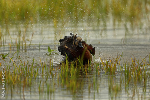 Happy Bathing, White-faced whistling duck catch on camera while happily having bath on the water in the rice field. 