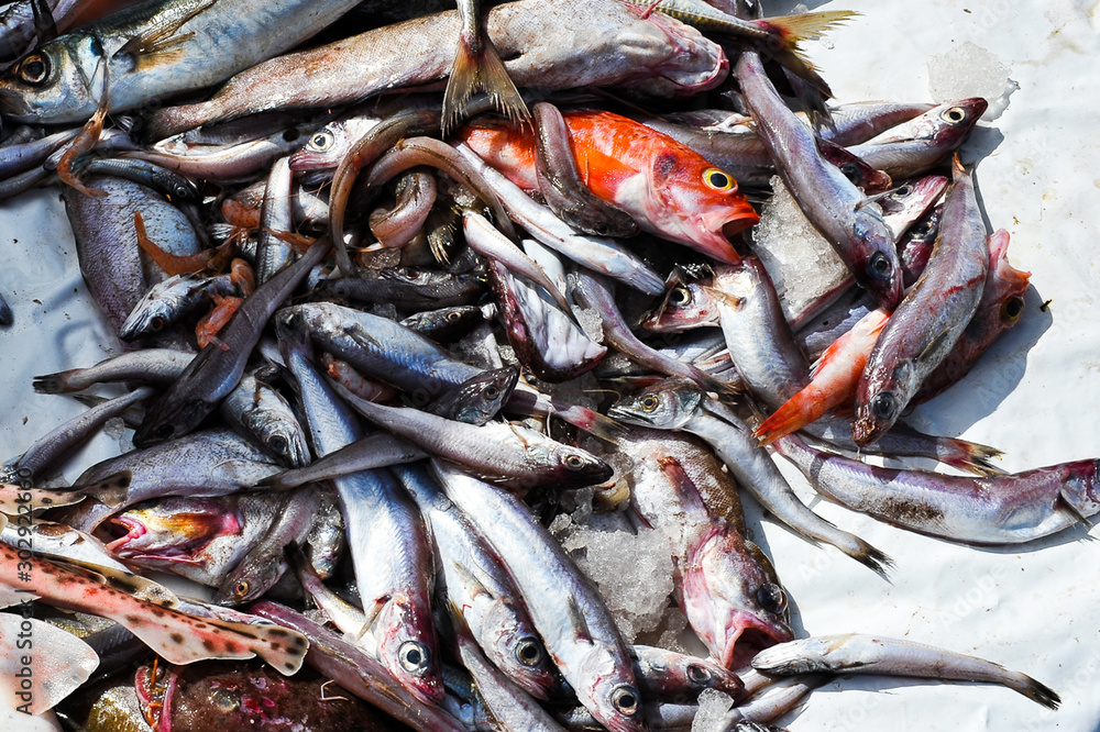Buntes Allerlei auf einem Fischmarkt - Frischer Fisch ist eine Delicatesse., aber durch die Überfischung der Meere in den letzten Jahrzehnten selbst in sogenannten Drittländern immer teurer geworden 