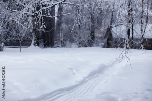 Winter forest landscape. Tall trees under snow cover. January frosty day in the park. © alexkich