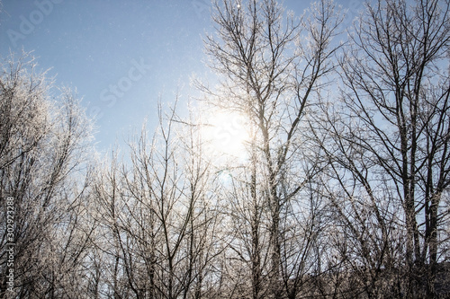 a Luminous sun make a light through tree branches. God light. Winter