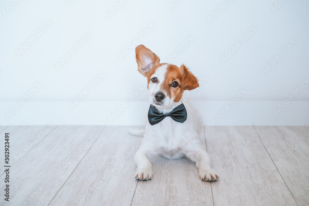 cute small jack russell dog lying on the floor and wearing a black elegant bow tie. Home, indoors