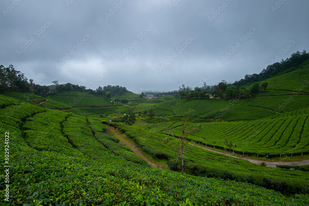 Tea plantations seen at Munnar Hill station,Kerala,India Tea plantations seen at Munnar Hill station,Kerala,India