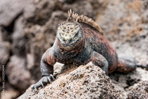  galapagos marine iguanas sits on a black volcano stone near the sea of ​​galapagos island Isabela, with its many spines, the lizard looks like a dinosaur, a primeval monster in the Pacific wilderness