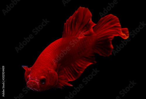 Super red betta fish.