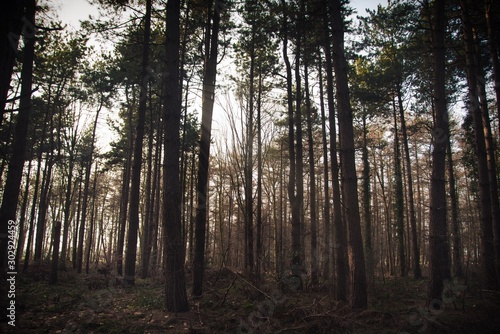 Foggy forest © Brecht