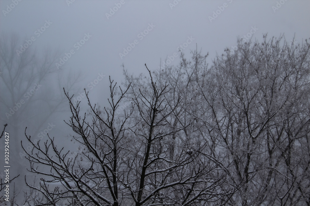 A Trees on a winter day. A Foggy day