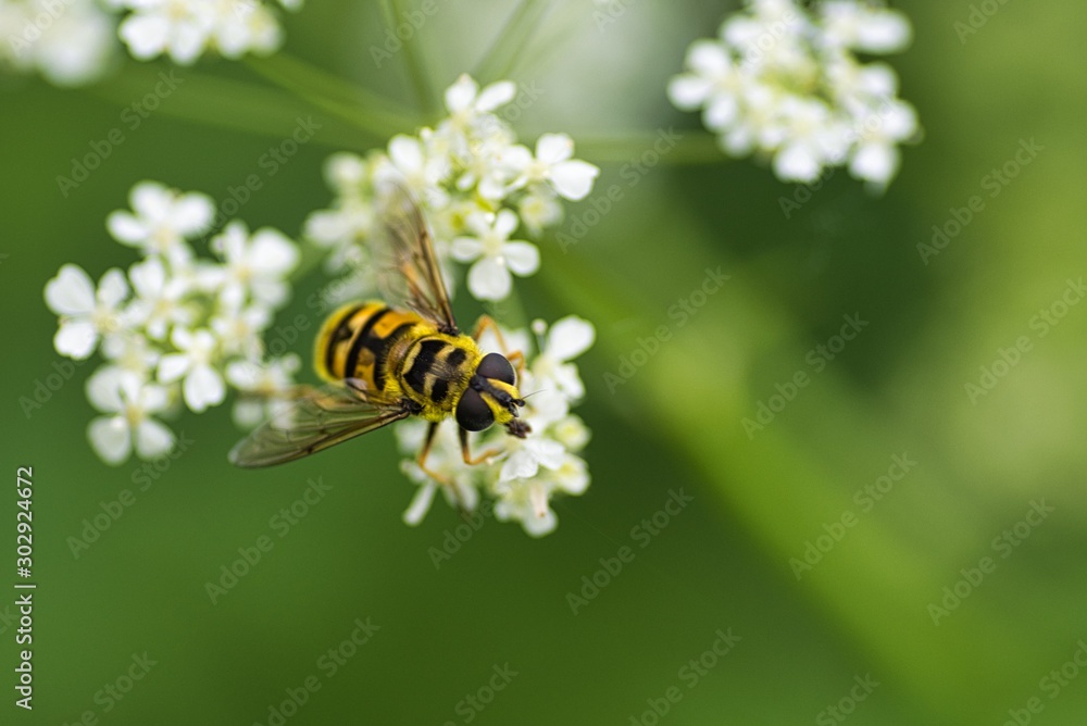 Hoover fly on flower Hoover fly on flower