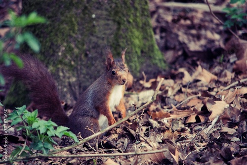 red squirrel eating a nut © Brecht
