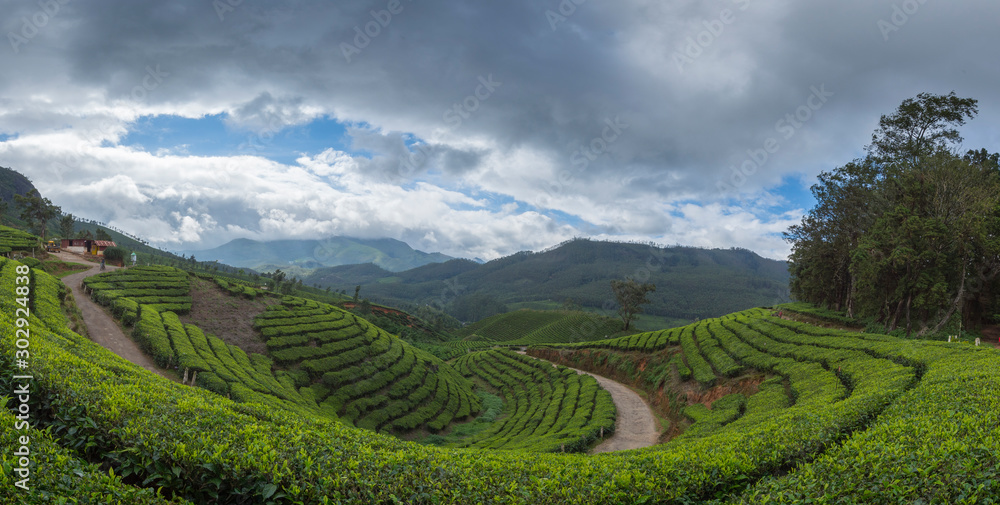 Tea plantations seen at Munnar Hill station,Kerala,India Tea plantations seen at Munnar Hill station,Kerala,India