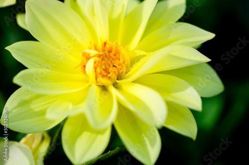 beautiful yellow dahlia flower in garden at bright sunny day