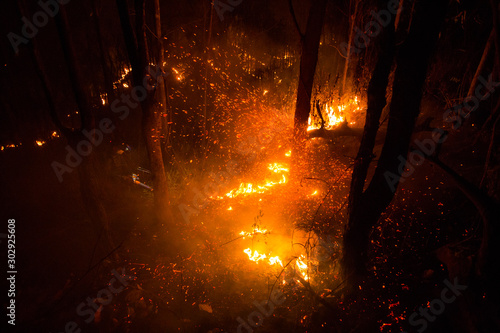 Forest fire burning trees at night.