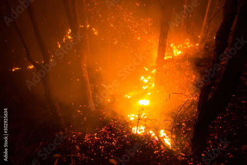 Forest fire burning trees at night.
