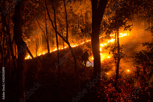 Forest fire burning trees at night.