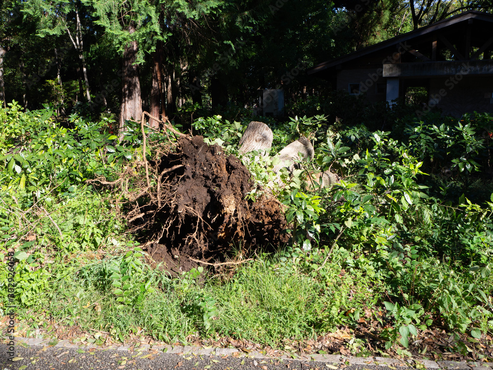 Obraz premium 台風被害にあった木の根