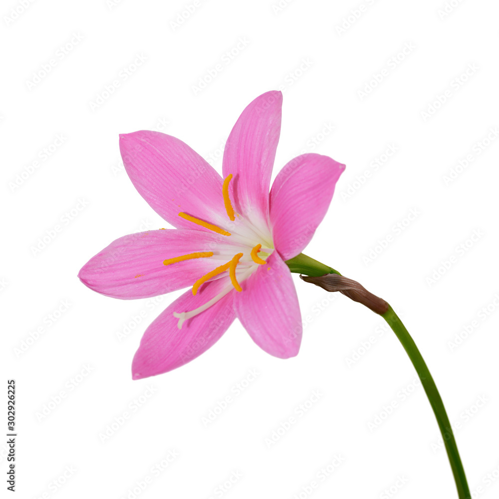 Naklejka premium Beautiful pink flower isolated on a white background