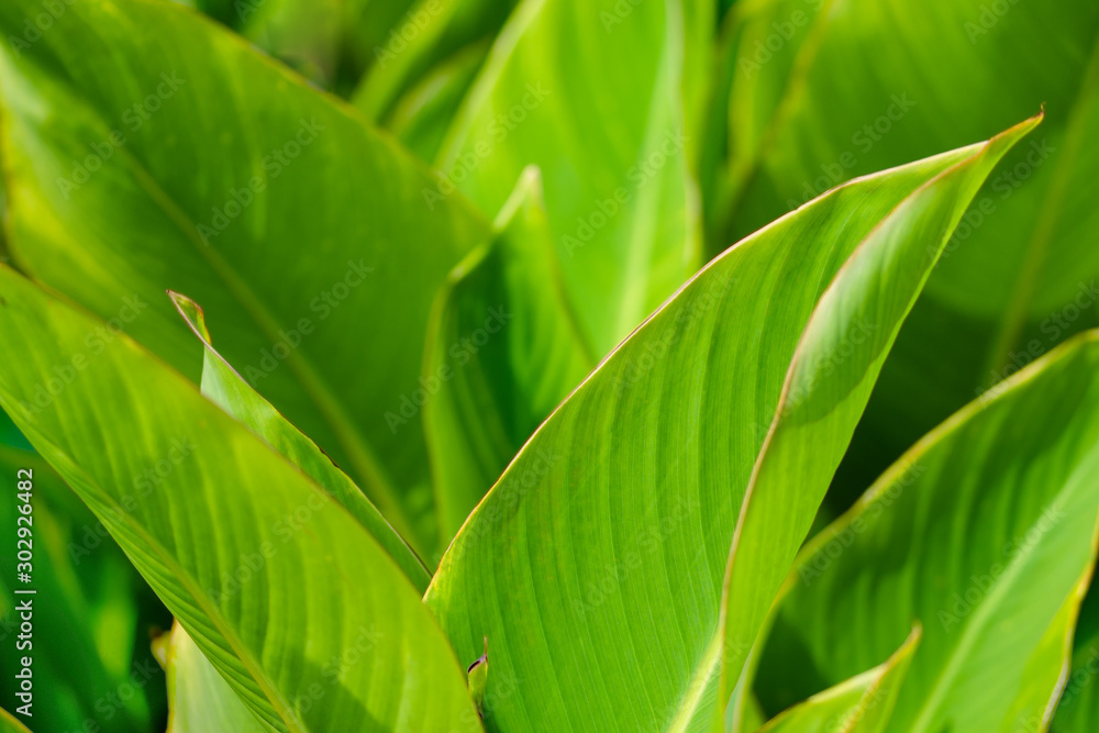 bright green leaves in sunshine on blurred natural background bright green leaves in sunshine on blurred natural background