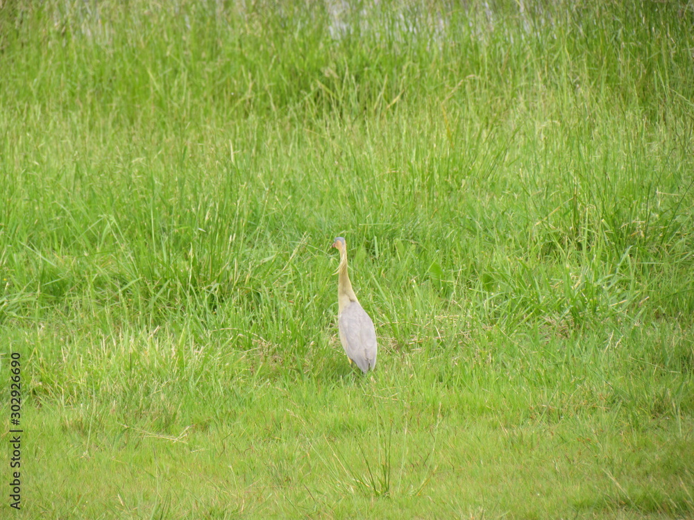 Heron King (Ardeidae) looking for food. Heron King (Ardeidae) looking for food.