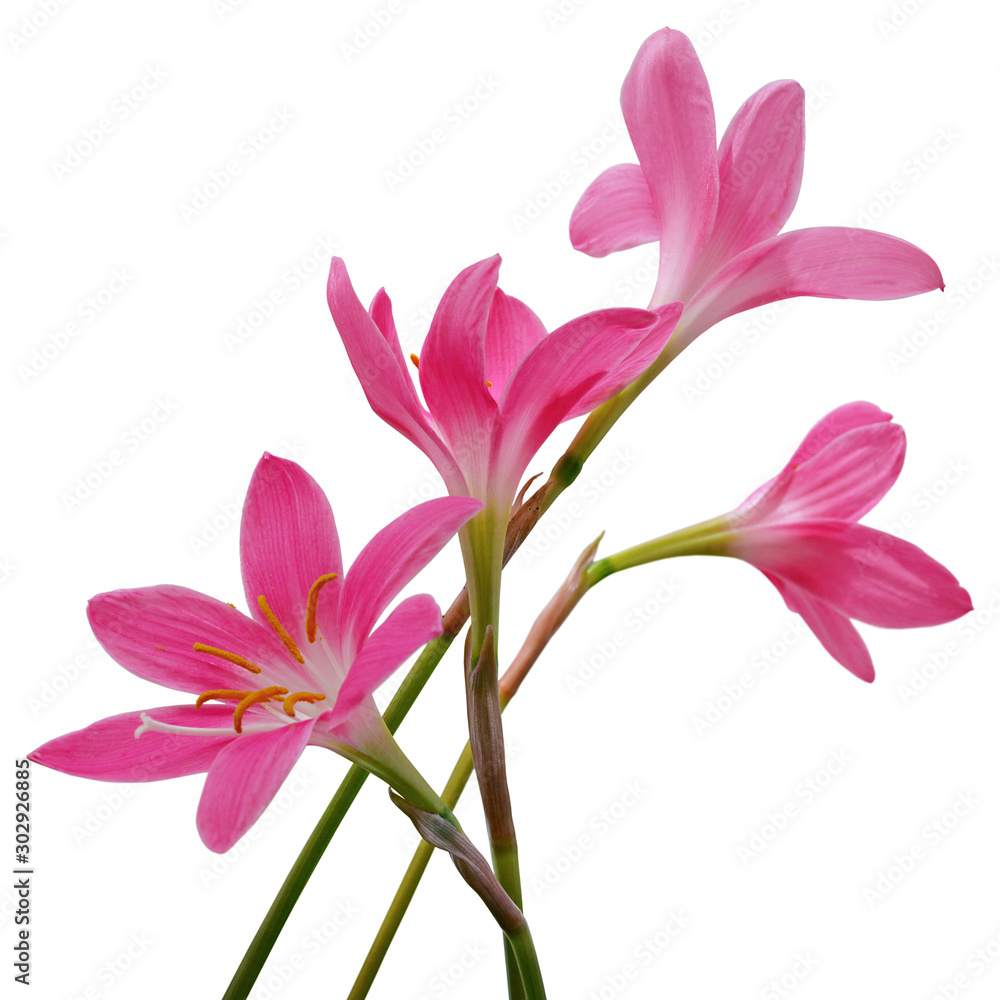 Naklejka premium Beautiful pink flowers isolated on a white background