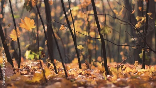 background of falling leaves in the autumn forest