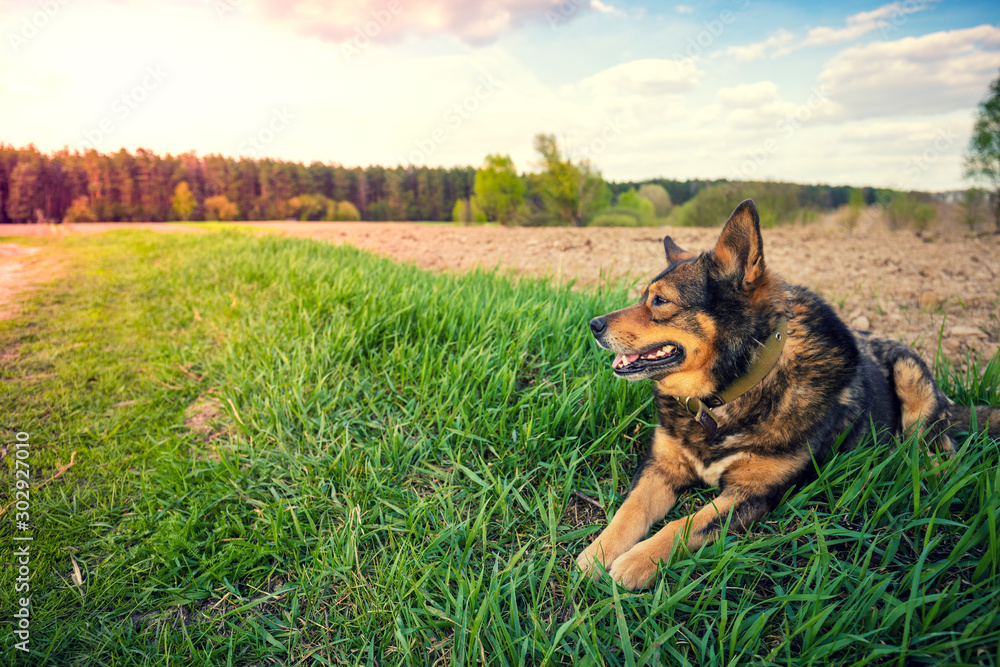 The dog lies on the grass on the edge of a plowed field The dog lies on the grass on the edge of a plowed field