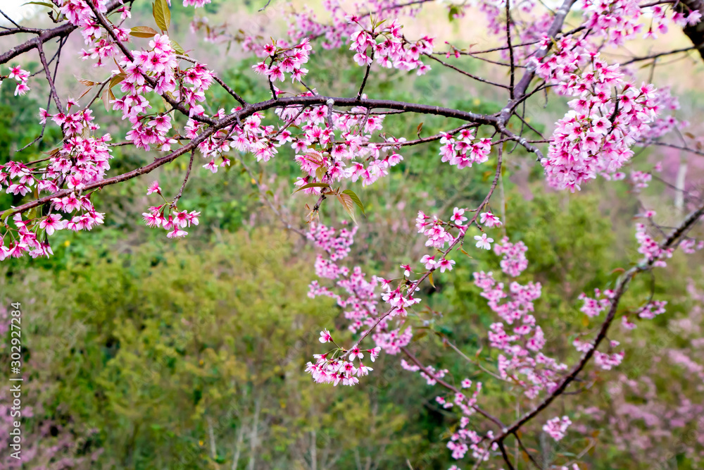Beautiful Wild Himalayan Cherry (Prunus cerasoides) on green background Beautiful Wild Himalayan Cherry (Prunus cerasoides) on green background