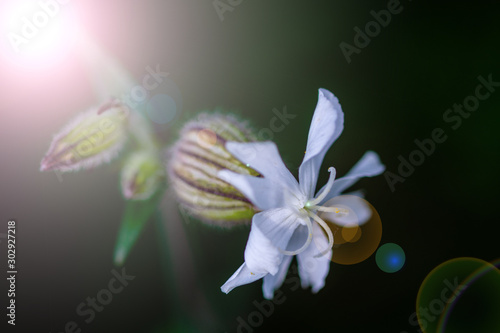 Fototapeta Naklejka Na Ścianę i Meble -  unopened buds of white flowers on blurred natural background