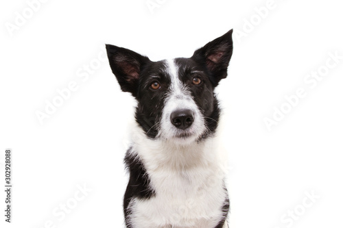 Portrait serious border collie. Isolated on white background.