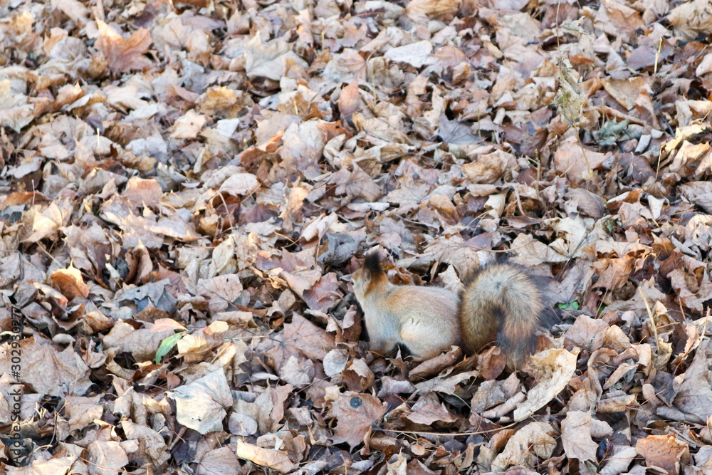 Squirrel in a fallen autumn leaves Squirrel in a fallen autumn leaves