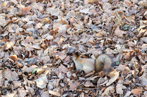 Squirrel in a fallen autumn leaves