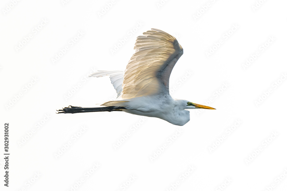 Obraz premium Great Egret in flight isolated on white background