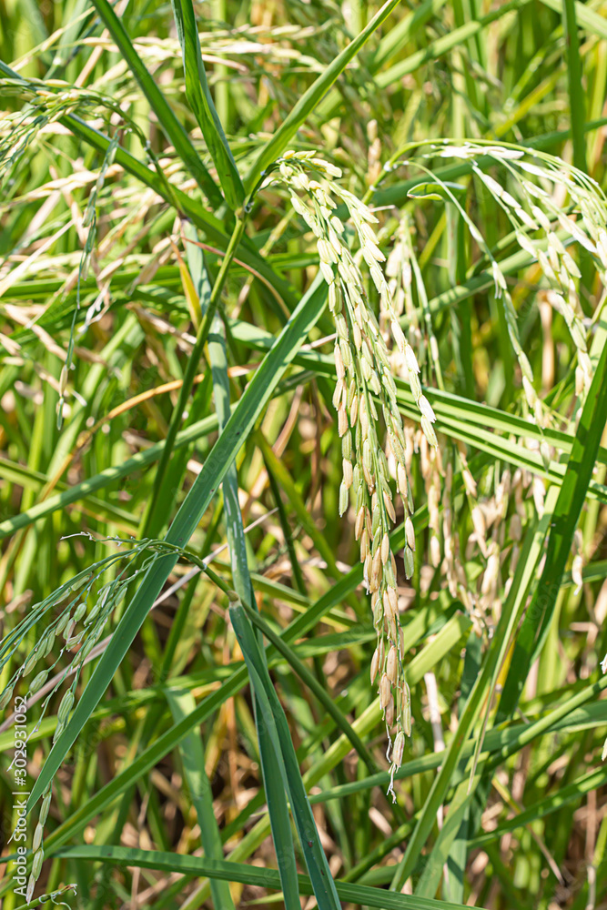 Organic rice seeds grown in rice fields. Organic rice seeds grown in rice fields.